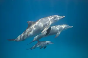 Truncatus: Indian Ocean bottlenose dolphin (Tursiops aduncus)