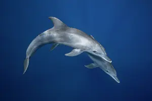 Truncatus: Indian Ocean bottlenose dolphin (Tursiops aduncus)