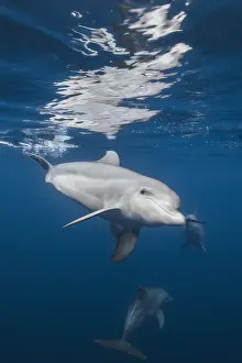 Truncatus: Indian Ocean bottlenose dolphin (Tursiops aduncus)