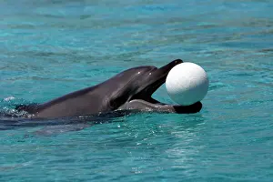 Aduncus: Indian Ocean Bottlenose Dophin - with ball in mouth