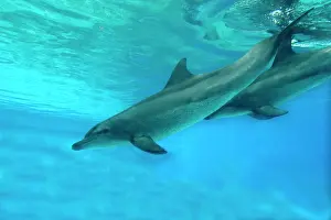 Aduncus: Indian Ocean Bottlenose Dophin - two underwater