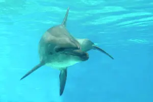 Aduncus: Indian Ocean Bottlenose Dophin - underwater