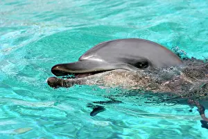 Aduncus: Indian Ocean Bottlenose Dophin - in water