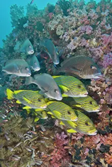 Relationship: Indian Ocean, Indonesia, Fakfak, Triton