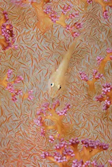Relationship: Indian Ocean, Indonesia, Fakfak, Triton