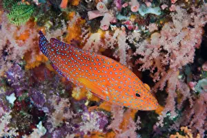 Overfishing: Indian Ocean, Indonesia, Komodo National