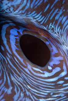 Tridacna: Indian Ocean, Indonesia, Komodo National