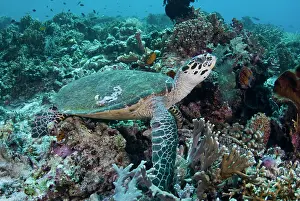 Mydas: Indian Ocean, Indonesia, Komodo National