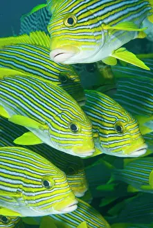 Sweetlips: Indian Ocean, Indonesia, Komodo National