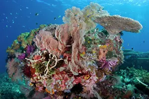 Shimlock: Indian Ocean, Indonesia, Komodo National