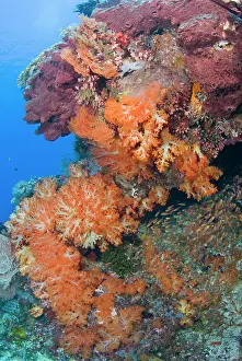 Shimlock: Indian Ocean, Indonesia, Komodo National