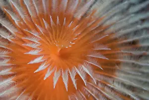 Spiral: Indian Ocean, Indonesia, Papua, Fakfak