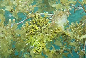 Sargassum: Indian Ocean, Indonesia, Papua, Fakfak