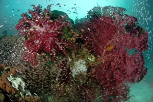 Seafan: Indian Ocean, Indonesia, Papua, Raja Ampat