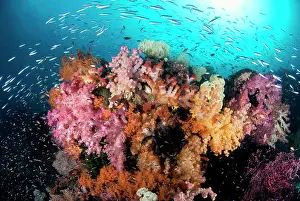 Swirl: Indian Ocean, Indonesia, Papua, Raja Ampat
