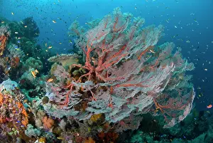 Seafan: Indian Ocean, Indonesia, Papua, Raja Ampat
