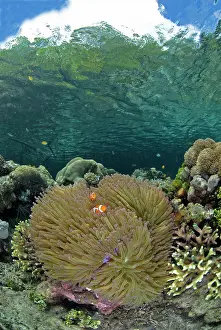 Anemonefish: Indian Ocean, Indonesia, Raja Ampat. Coral