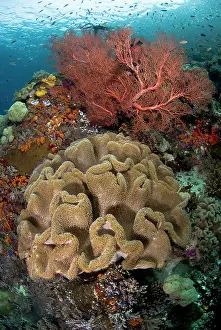 Misool: Indian Ocean, Indonesia, Raja Ampat Islands