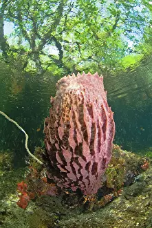 Barrel: Indian Ocean, Indonesia, Raja Ampat, Misool