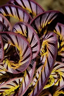 Intricate: Indian Ocean, Indonesia, Raja Ampat, Misool