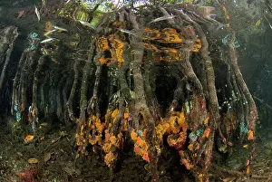 Tubastrea: Indian Ocean, Indonesia, Raja Ampat, Misool