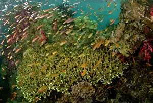 Anthia: Indian Ocean, Indonesia, Raja Ampat. Reef