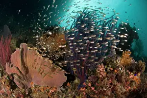 Glassy: Indian Ocean, Indonesia, Raja Ampat. Reef