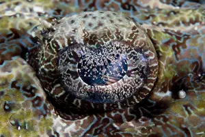 Crocodilefish: Indian Ocean, Indonesia, Sulawesi Island