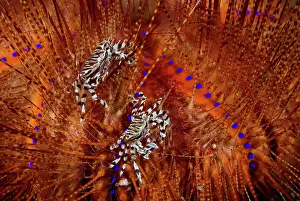 Urchin: Indian Ocean, Indonesia, Sulawesi Island