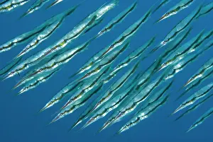 Pipefish: Indian Ocean, Indonesia, Sulawesi Island