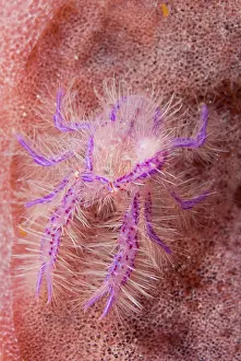 Lobster: Indian Ocean, Indonesia, Sulawesi Island