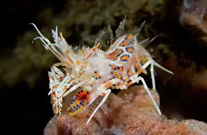 Penaeus: Indian Ocean, Indonesia, Sulawesi Island