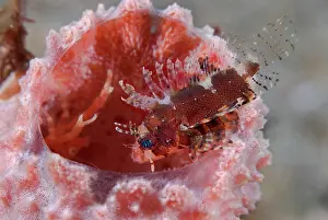 Dendrochirus: Indian Ocean, Indonesia, Sulawesi Island