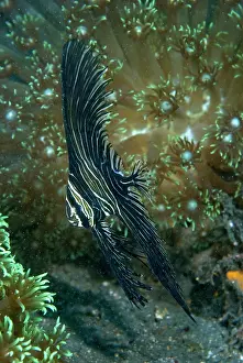 Batfish: Indian Ocean, Indonesia, Sulawesi Island