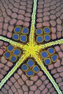 Radial: Indian Ocean, Indonesia, Sulawesi Island