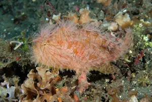 Anglerfish: Indian Ocean, Indonesia, Sulawesi Island