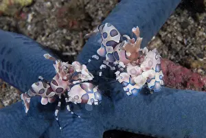 Hymenocera: Indian Ocean, Indonesia, Sulawesi Island
