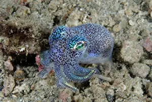 Bobtail: Indian Ocean, Indonesia, Sulawesi Island
