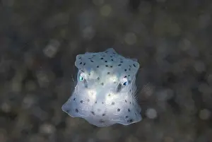 Boxfish: Indian Ocean, Indonesia, Sulawesi Island