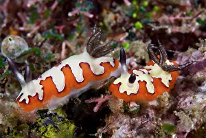 Chromodoris: Indian Ocean, Indonesia, Sulawesi Island