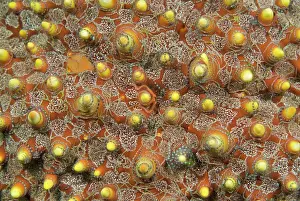 Encrusting: Indian Ocean, Indonesia, Sulawesi Island