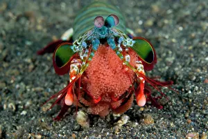 Indian Ocean, Indonesia, Sulawesi Island
