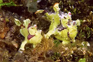 Anglerfish: Indian Ocean, Indonesia, Sulawesi Island