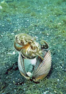 Clam: Indian Ocean, Indonesia, Sulawesi Island
