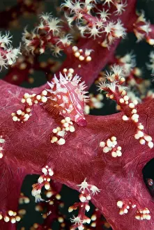 Cowries: Indian Ocean, Indonesia, Sulawesi Island
