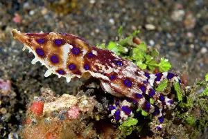 Warning: Indian Ocean, Indonesia, Sulawesi Island