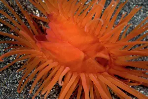 Bivalve: Indian Ocean, Indonesia, Sulawesi Island
