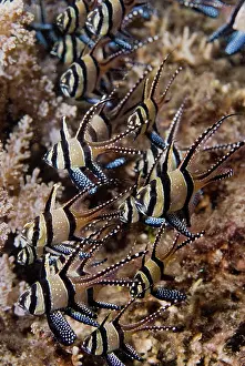 Cardinalfish: Indian Ocean, Indonesia, Sulawesi, Lembeh