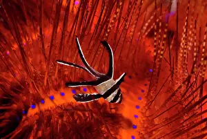 Banggai: Indian Ocean, Indonesia, Sulawesi, Lembeh