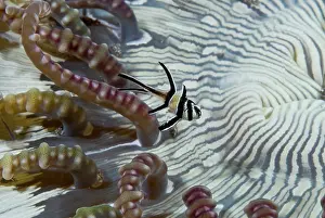 Pterapogon: Indian Ocean, Indonesia, Sulawesi, Lembeh